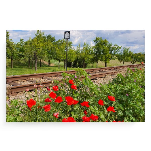 Fotoplátno 3:2 s potiskem Máky u trati